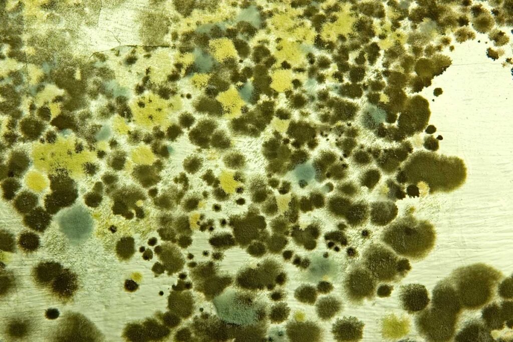mold spores las vegas mold prevention